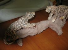 Ccора ягуаров