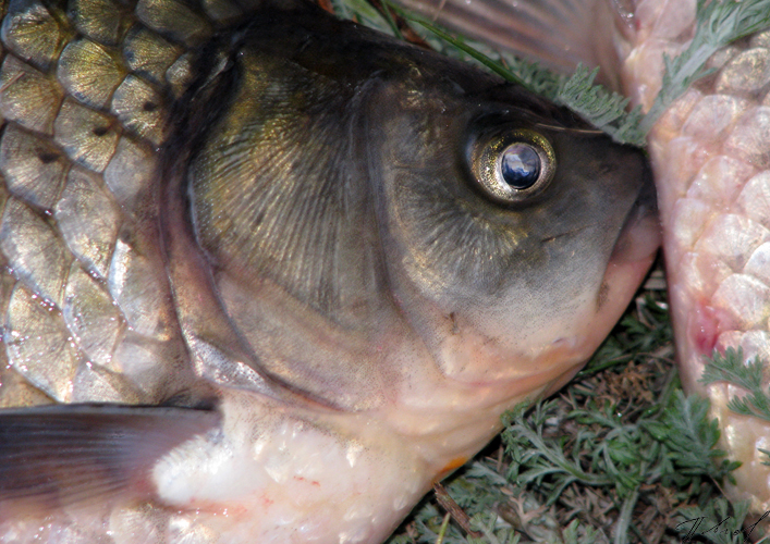 Взгляд на мир