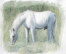 Украсть коня