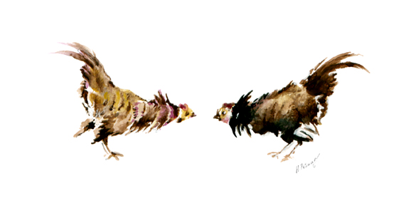 Драчуны (петухи)