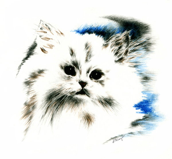 Снежок (котенок)