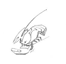 Пресноводные (рак)