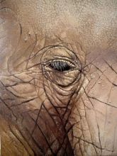 ГЛАЗ СЛОНА
