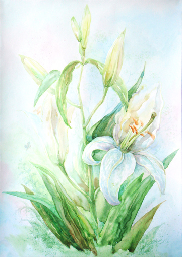 Цветок лилии