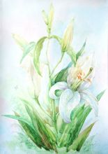 Цветок лилии