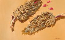 Семена магнолии