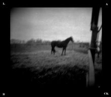 Чёрная лошадка