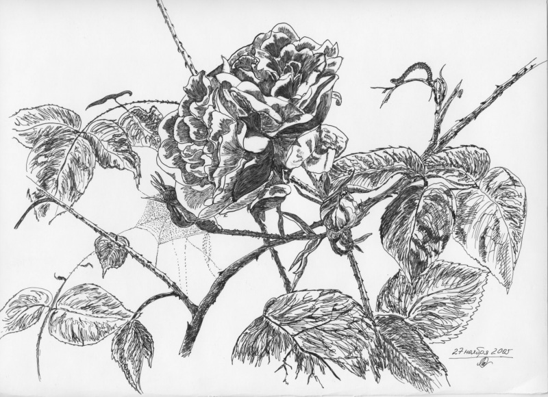 французская роза