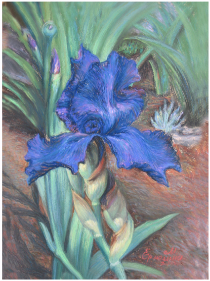 Фиолетовый ирис на красной земле. ...