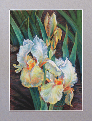 Ирисы белые с золотом. пастель, соус, мел.