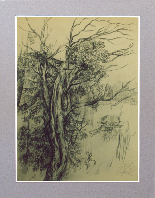 Старый дуб. Рисунок: итальянский карандаш.