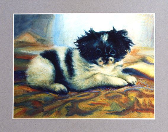 Японский хин Микоша. пастель, соус, мел.