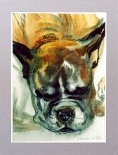 Боксёр Лингус спит. Акварель. 