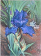 Фиолетовый ирис на красной земле. ...