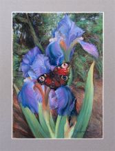 Ирис фиолетовый с бабочкой. пастель, ...