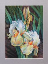 Ирисы белые с золотом. пастель, соус, мел.
