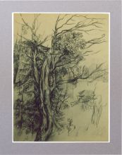 Старый дуб. Рисунок: итальянский карандаш.