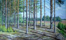 Сосны освешенные солнцем