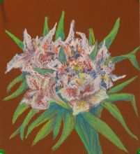 Альстромерии