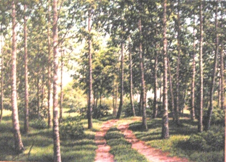 Лесная дорога