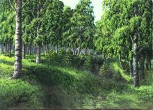 Берёзовый лес