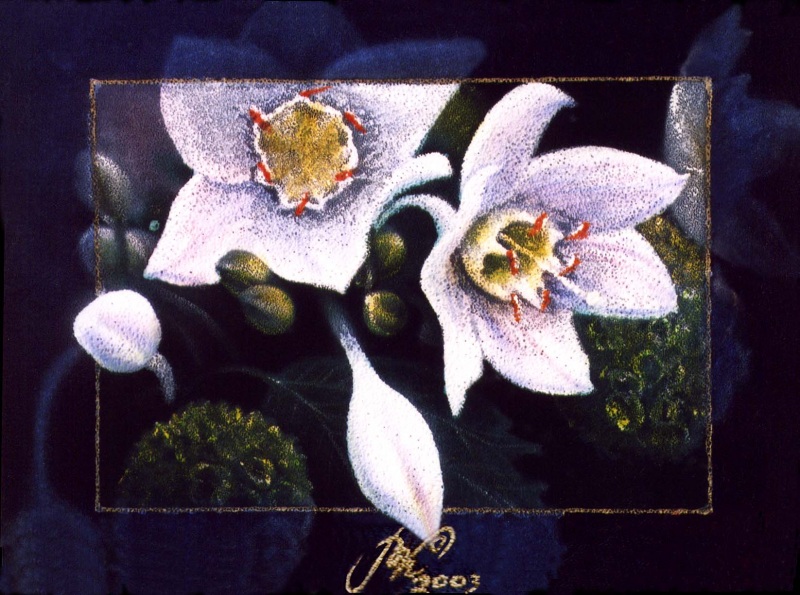 белое на черном