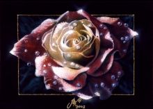 утренняя роза