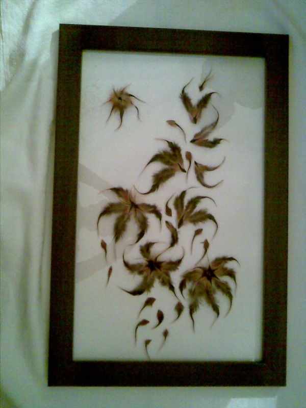 ЧУДО в ПЕРЬЯХ