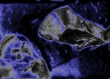 па снова в деле