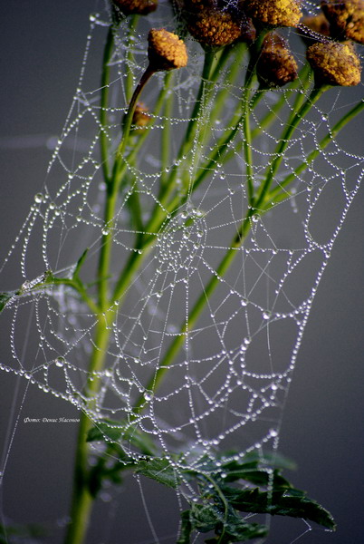 Паутина - шаль 