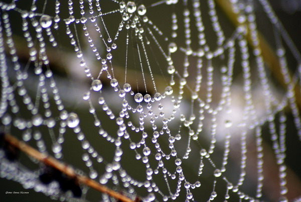 Паутина - брильянт 