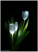 Тюльпаны 