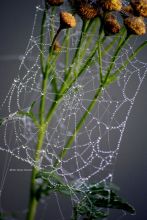 Паутина - шаль 