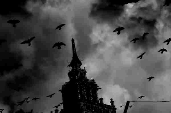 Птички злобные