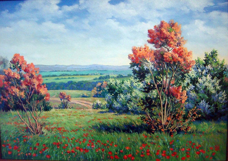 Маки цветут