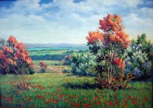 Маки цветут