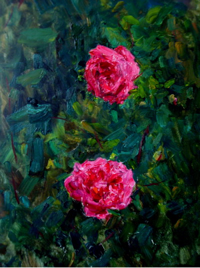 Розы цветут