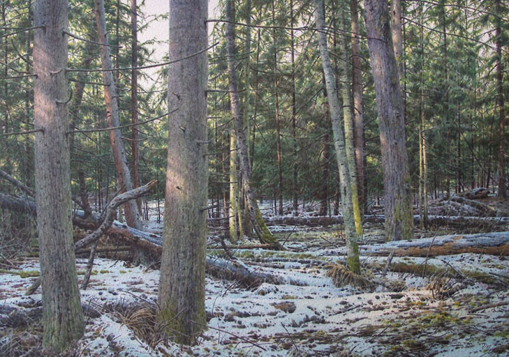 Лес. Поздний снег