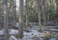 Лес. Поздний снег