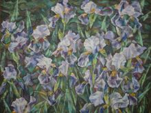 Ирисы