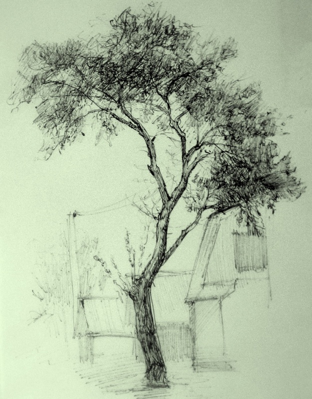 Дерево. В частном секторе Екатеринбурга.