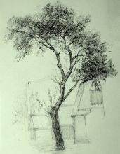 Дерево. В частном секторе Екатеринбурга.