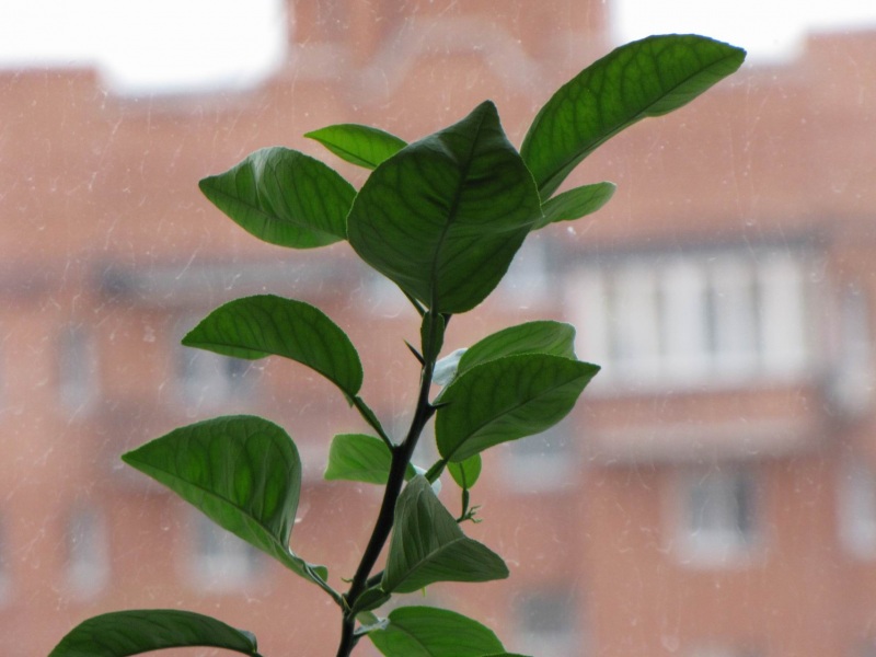 ветка лимона