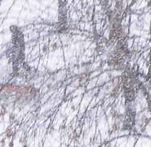 из серии `Акварели зимы`