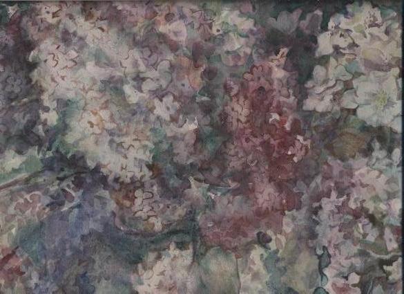 Сирень персидская и сирень белая