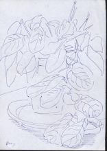 Декоративные цветы