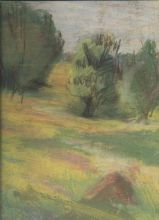 Одуванчики покрыли луг