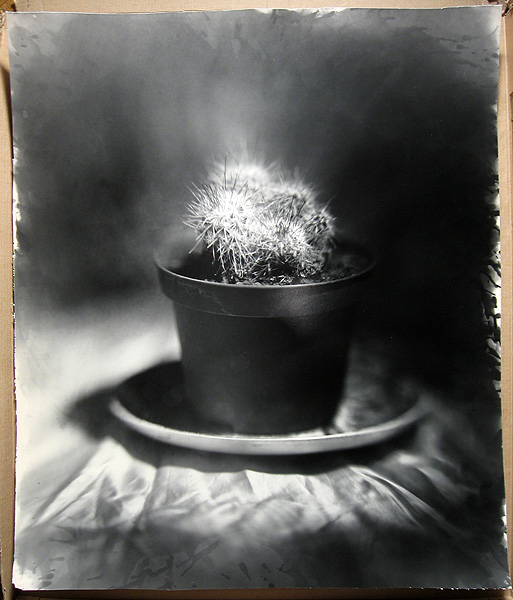 Обратная перспектива, кактус