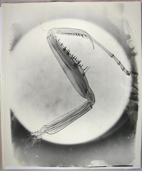 Нога богомола