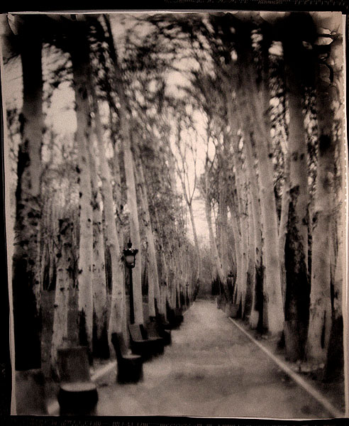 Иран, платановая аллея